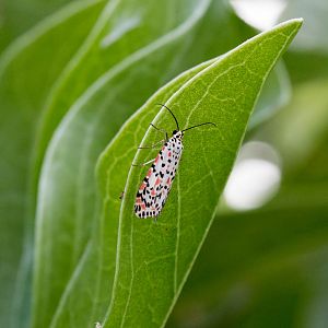 Polka-dot Tiger Moth