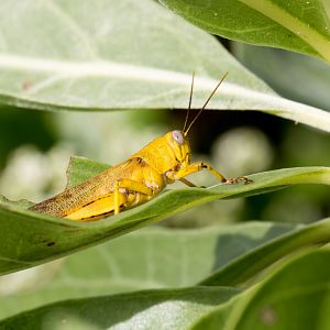 Yellow Locust