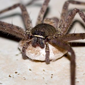 Huntsman with egg sac