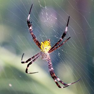 Argiope spider