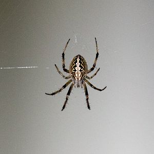 Orb-weaving Spider