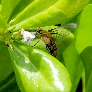 Clear-wing Hawk Moth