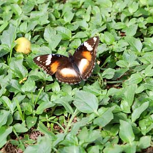 Varied Eggfly female