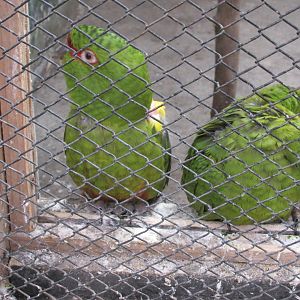 slender billed parakeet buin zoo