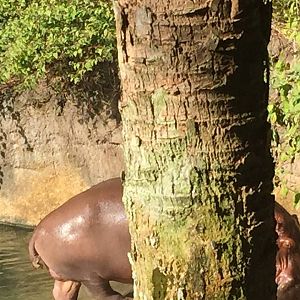 Wild Africa Trek- Nile Hippopotamus