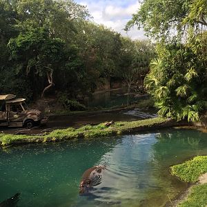 Wild Africa Trek- Nile Hippopotamus