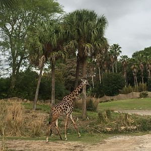 Wild Africa Trek- Savannah West