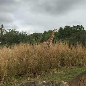 Wild Africa Trek- Savannah West