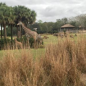 Wild Africa Trek- Savannah West