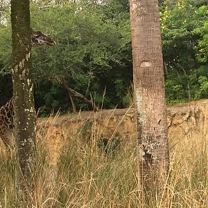 Wild Africa Trek- Savannah West