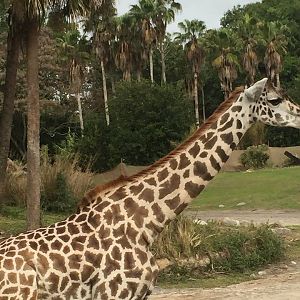 Wild Africa Trek- Savannah West