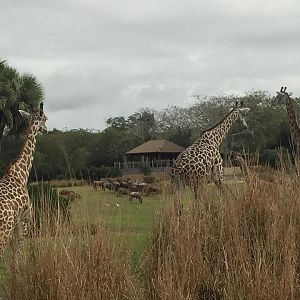 Wild Africa Trek- Savannah West