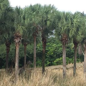 Wild Africa Trek- Savannah West