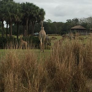 Wild Africa Trek- Savannah West