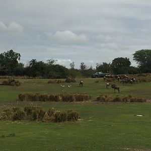 Wild Africa Trek- Savannah West