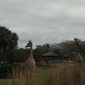 Wild Africa Trek- Savannah West