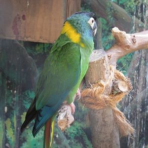 golden collared macaw buin zoo
