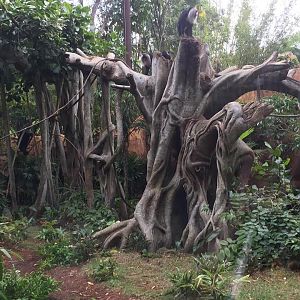 Maharajah Jungle Trek- Lion-Tailed Macaque
