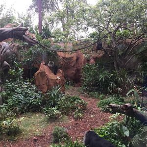 Maharajah Jungle Trek- Lion-Tailed Macaque