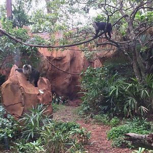 Maharajah Jungle Trek- Lion-Tailed Macaque