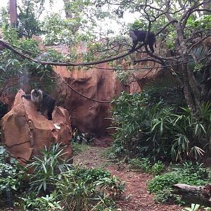 Maharajah Jungle Trek- Lion-Tailed Macaque