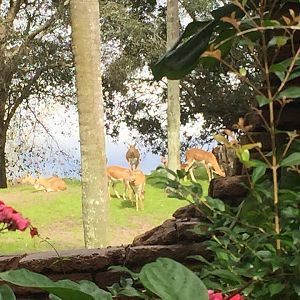 Maharajah Jungle Trek- Blackbuck