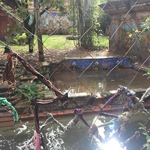 Maharajah Jungle Trek- Tiger