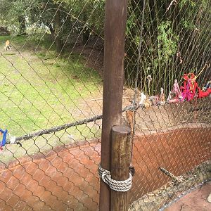 Maharajah Jungle Trek- Blackbuck