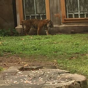 Maharajah Jungle Trek- Tiger