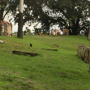 Maharajah Jungle Trek- Blackbuck
