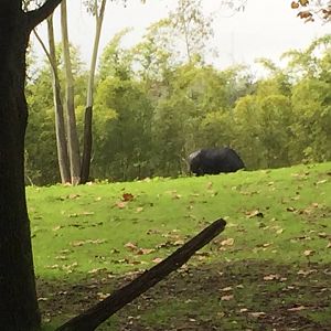 Maharajah Jungle Trek- Water Buffalo