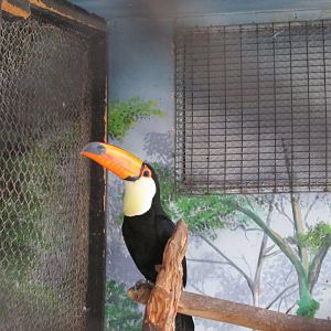 toco toucan buin zoo