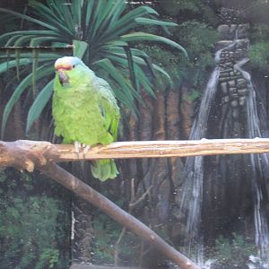 red fronted amazon parrot buin zoo
