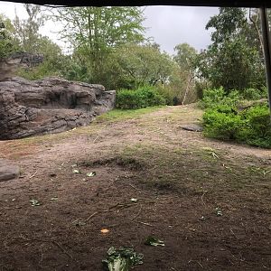 Pangani Forest- Gorilla