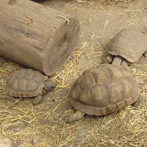 chaco tortoise bu in zoo