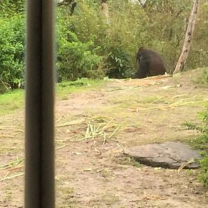 Pangani Forest- Gorilla