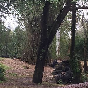 Pangani Forest- Gorilla