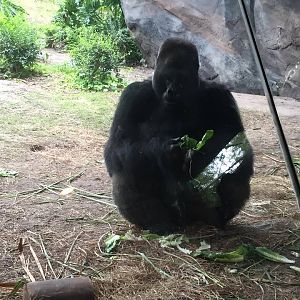Pangani Forest- Gorilla