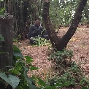 Pangani Forest- Gorilla