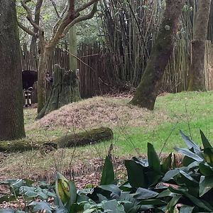 Pangani Forest- Okapi