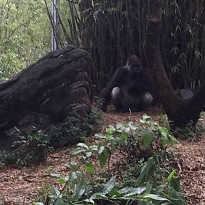 Pangani Forest- Gorilla