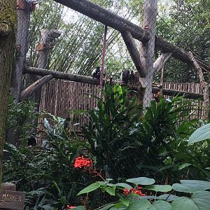 Pangani Forest- Colobus Monkey