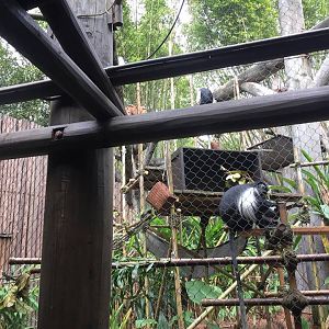 Pangani Forest- Colobus Monkey