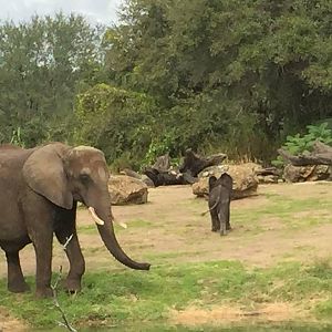 Wild Africa Trek- African Elephant