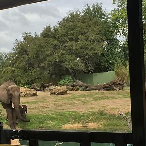 Wild Africa Trek- African Elephant