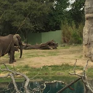 Wild Africa Trek- African Elephant