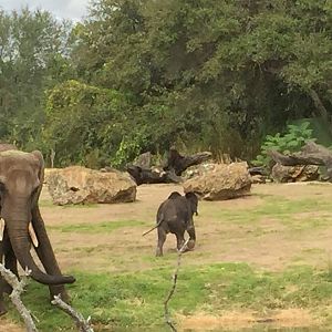 Wild Africa Trek- African Elephant