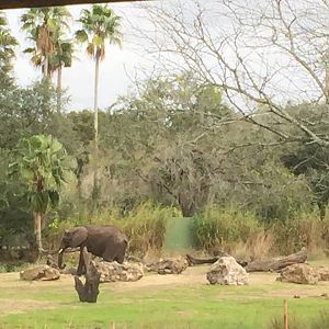 Wild Africa Trek- African Elephant