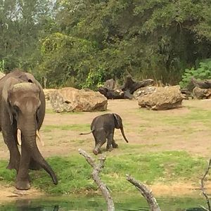 Wild Africa Trek- African Elephant