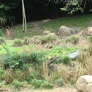 Wild Africa Trek- Cheetah